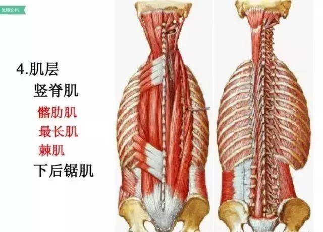 腰椎及腰部的层次图解