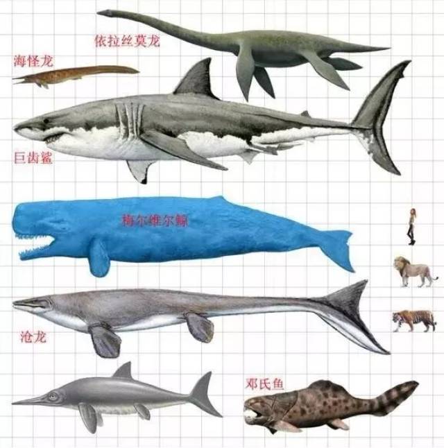 巨齿鲨到底有多大? 先来看张图
