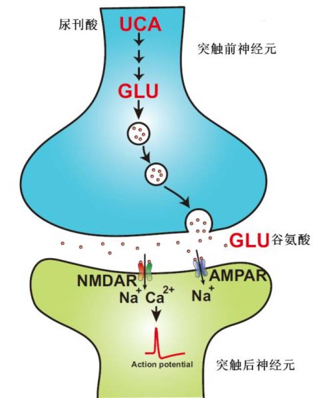 谷氨酸也是神经突触囊泡的主要成分,关系到神经突触的信息传递量和