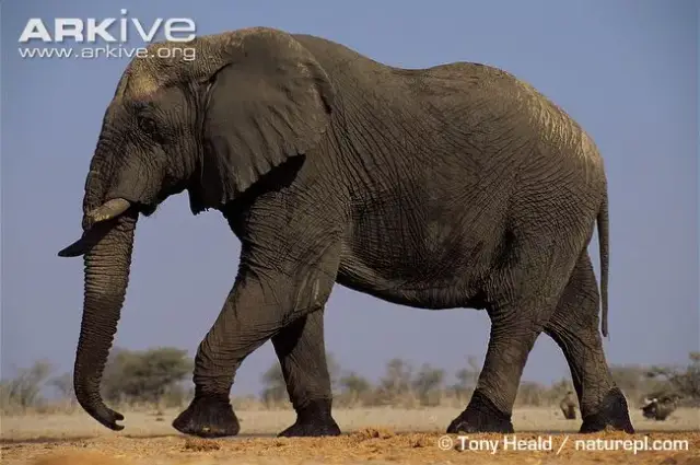 看图片,怎样分辨亚洲象和非洲象?