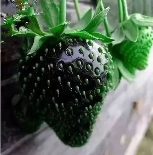 深蓝色草莓,虽然颜色不同,但是它们不是转基因植物哦,就看你敢不敢吃
