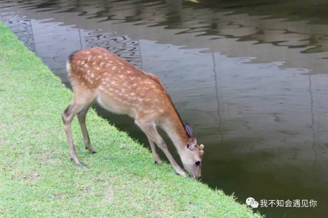 说实话,我真的替那些车子捏一把汗. 还是悠闲地喝喝水的鹿,比较可爱