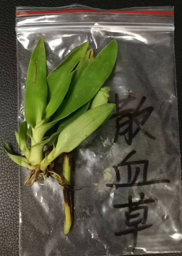 散血草,中药材名.本品为苦苣苔科植物旋蒴苣苔的带根全草.