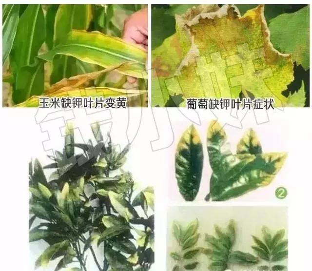 "氮"长叶子"磷"长果,"钾肥"不足长柴火!