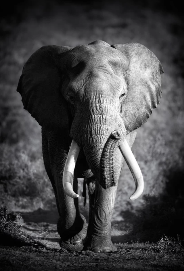 摄影号:经典,唯美,震撼!大师级的非洲野生动物摄影作品