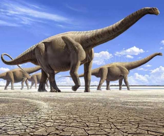 阿根廷龙,目前已知体型最为巨大的恐龙之一,其体长有可能达到42米