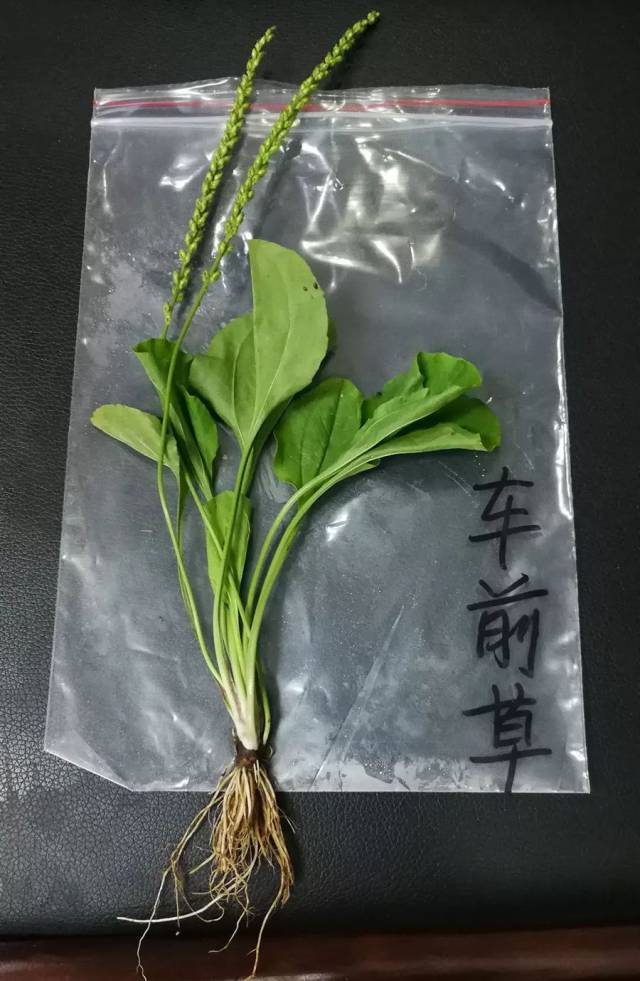 【收藏】最全潮汕地区常见青草药实拍照片及属性对照表(护堤路郭波