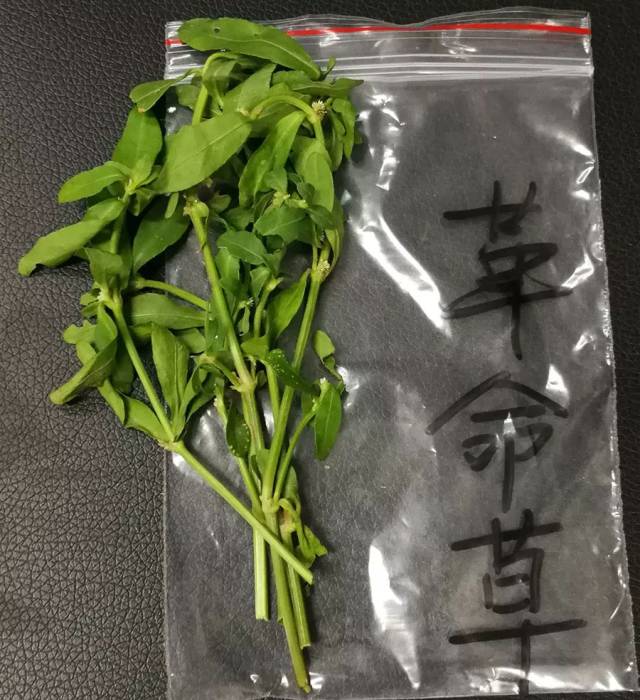 收藏最全潮汕地区常见青草药实拍照片及属性对照表护堤路郭波青草提供