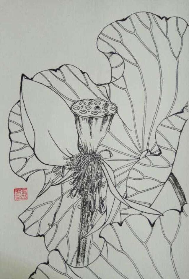第五百九十八幅——残荷(中性笔白描花卉习作)