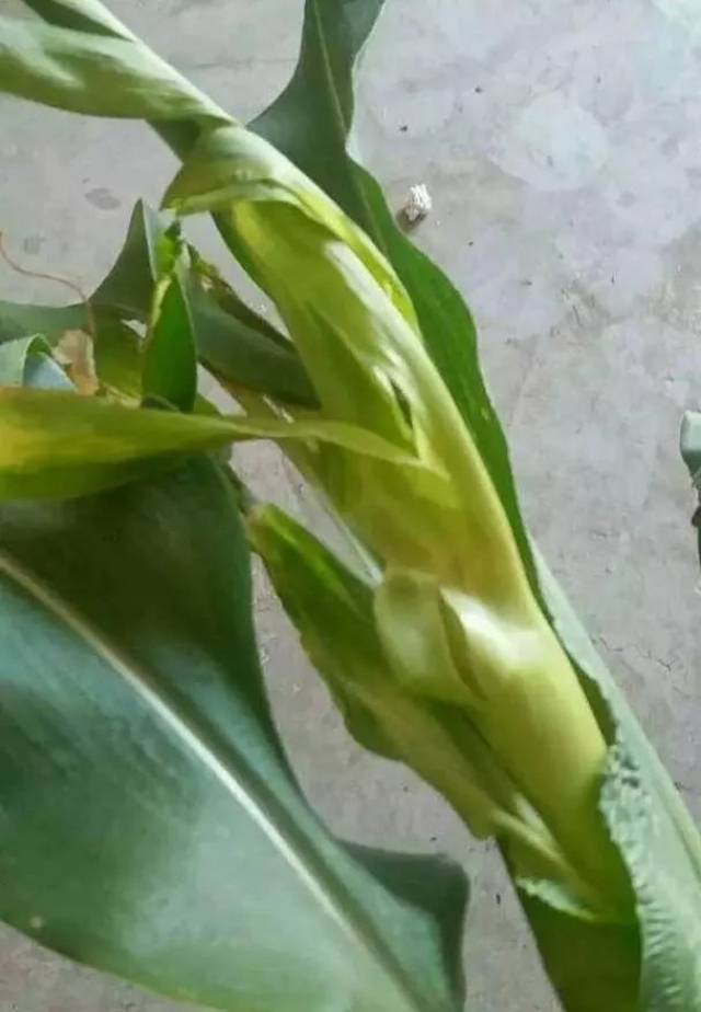 阿黑图曲谱