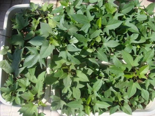他把屋顶变成小菜园,红薯,各种蔬菜收获不断,过上了自己喜欢的田园