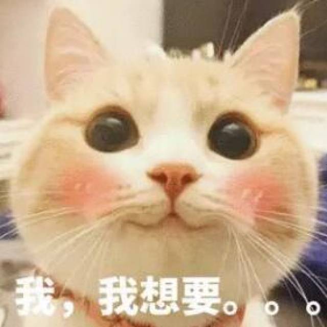 被牙签插嘴,猫咪一脸懵圈:完了,初吻给了一根棍儿