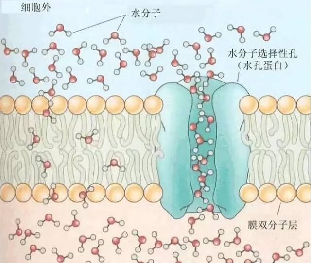 吸收提高了3倍,能直接进入人体细胞膜水通道,20分钟即可被细胞吸收