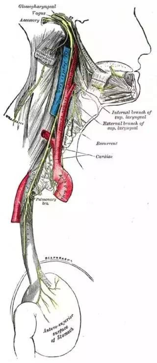 图文详解:舌咽神经解剖