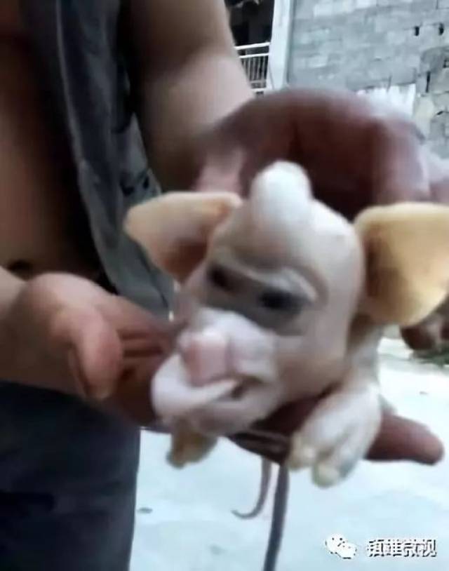 有人说是变异的小猪,可小猪怎么会变异呢?畸形猪?我也不知道.