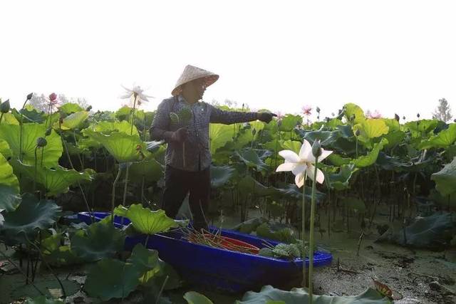 地方荷花逐渐凋谢,然而,泗洪县大楼街道邓庄居委会附近一香莲种植基地