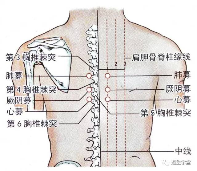 厥阴募 【定位】位于背部,第4,5胸椎棘突之间点,左右旁开各1寸.