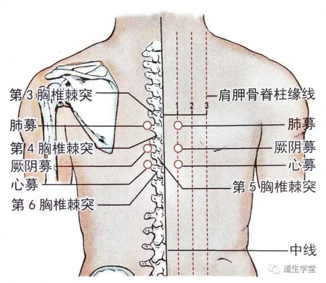 【与经穴关系】位于膀胱经"厥阴俞"穴牟侧5分.