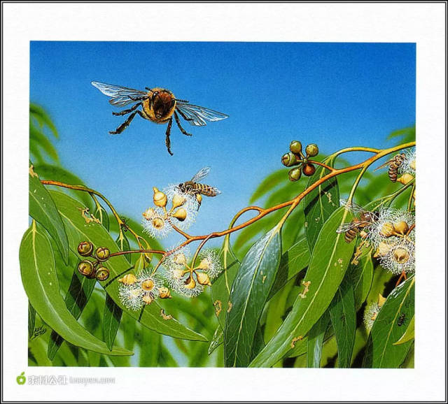 网络配图 澳大利亚蜂蜜的蜜源大多为 各种原生桉树及其他澳洲特有