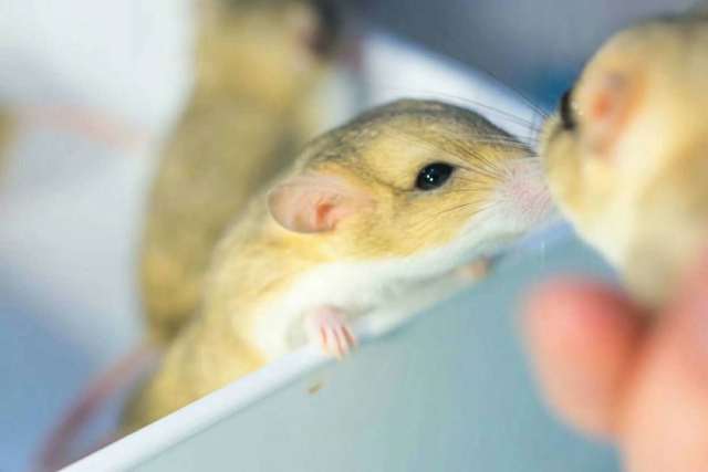 通心粉鼠多少钱一只,为什么跟仓鼠价格差别很