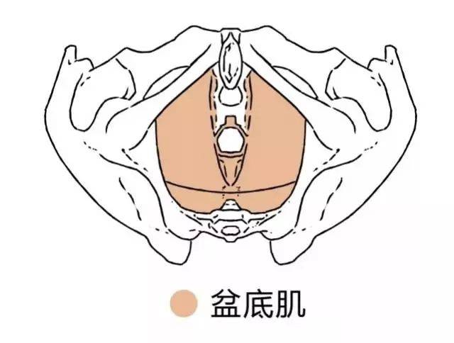 盆底肌是阴道健康的堡垒