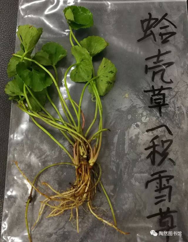 潮汕地区常见青草药实拍及属性(护堤路郭波青草提供)