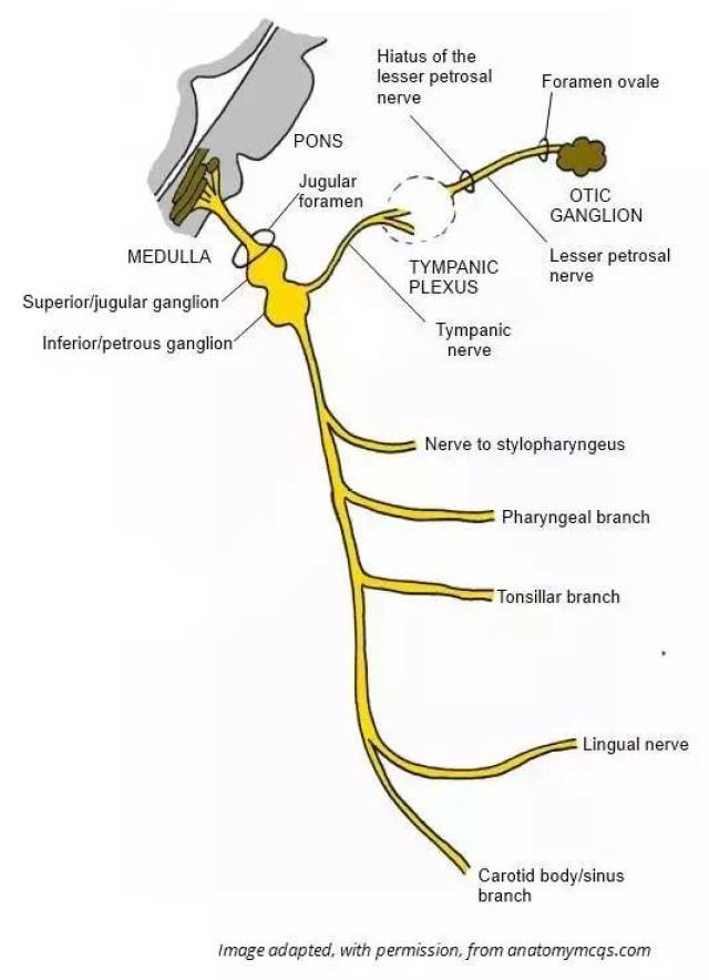 图文详解:舌咽神经解剖