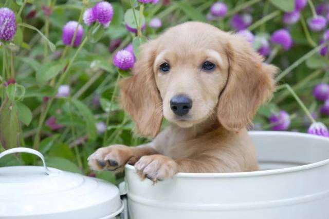夏秋变换,谨防犬窝咳