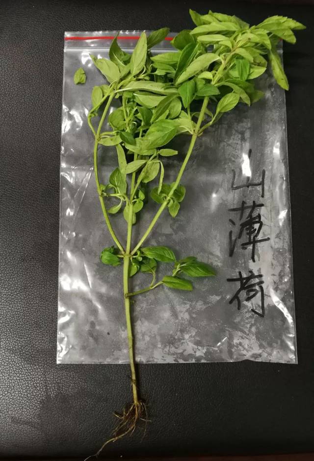 潮汕地区常见青草药实拍及属性(护堤路郭波青草提供)