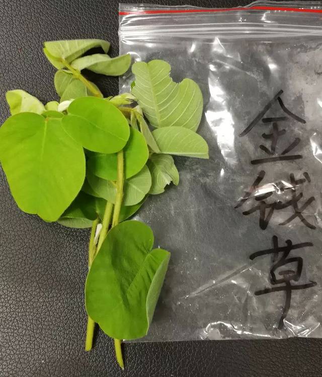 潮汕地区常见青草药实拍及属性(护堤路郭波青草提供)