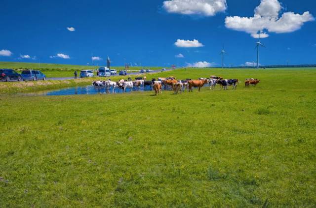 辉腾锡勒草原夏季非常凉爽,平均最高温度只有18℃, 每年五月至九月