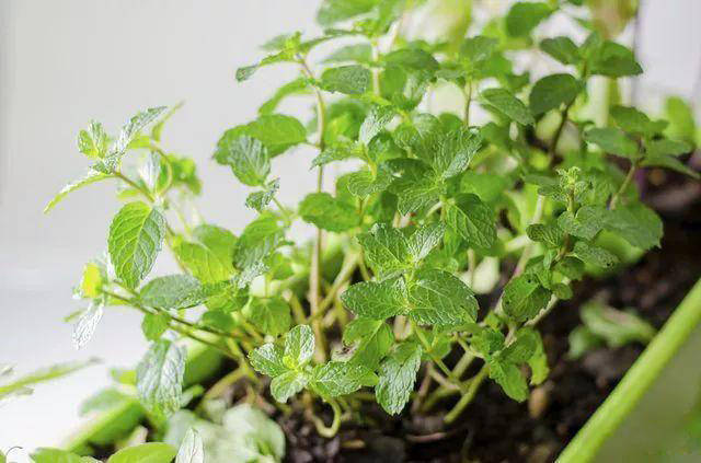种香草植物的好处,适合养在室内的6种盆栽香草