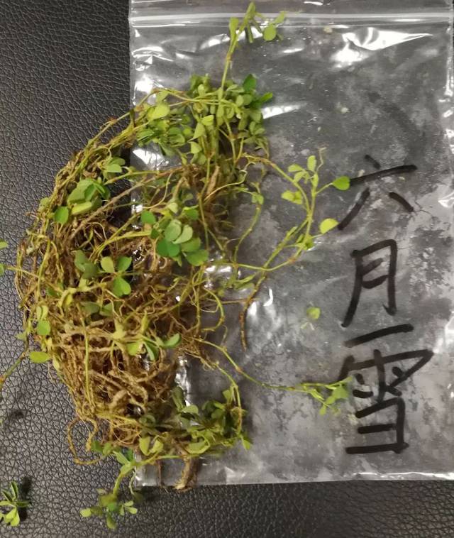 潮汕地区常见青草药实拍及属性(护堤路郭波青草提供)