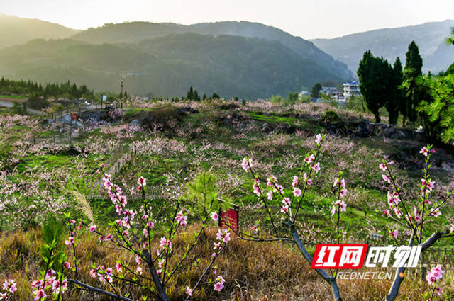 油溪桥村的桃花林(资料图)