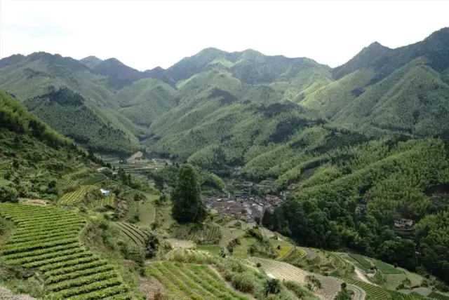 在松阳县,官岭村水口规模最大,水口四周黑压压地长满了樟树,红枫,香榧