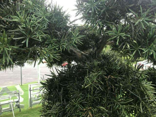 罗汉松喜土壤湿润不积不干