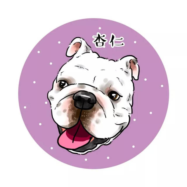 超级可爱的漫画斗牛犬微信头像,你值得拥有!