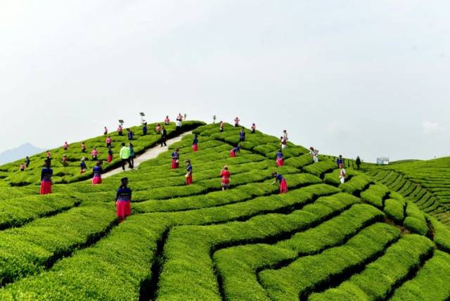 世界茶谷鹤峰木耳山