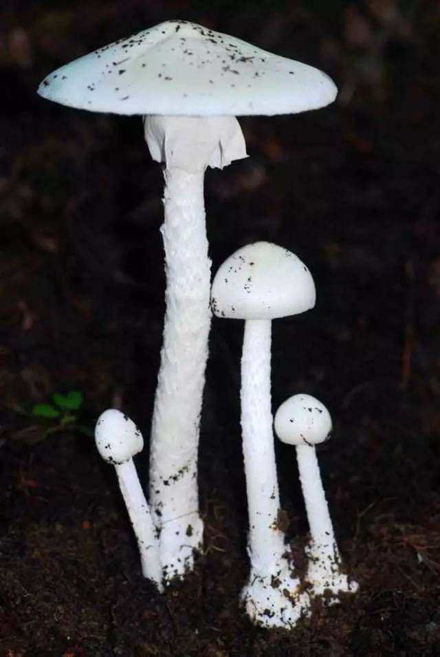 鳞柄白毒鹅膏菌