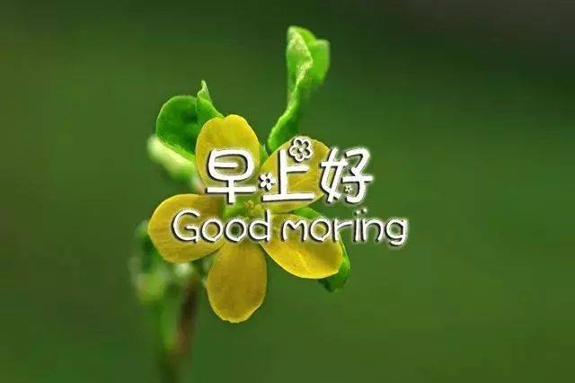 最新漂亮早上好问候图片鲜花带字 早上发朋友圈一句话