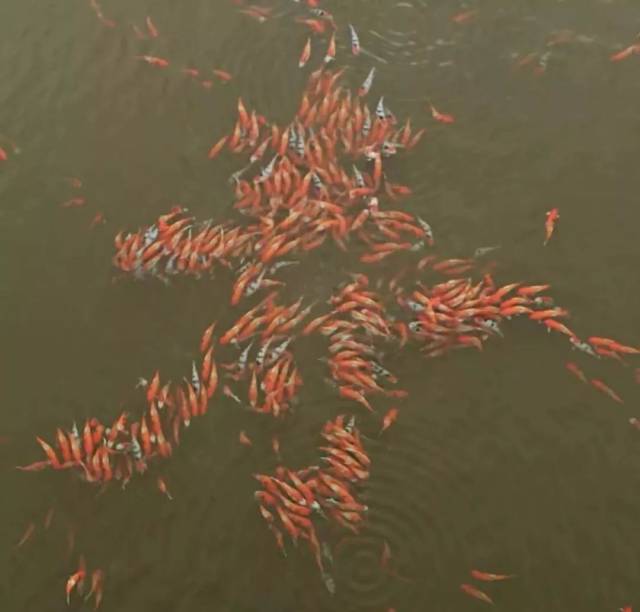 转发职场必备锦鲤魏璎珞,升职加薪斗小人!