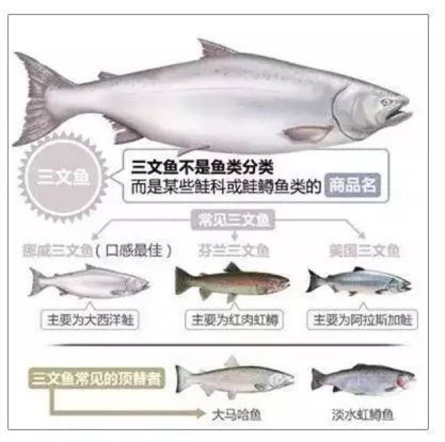 重磅!虹鳟鱼被归入三文鱼,但这意味着它能生吃了吗