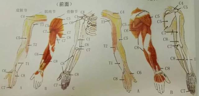 【超全】全身神经支配与分布,神经丛详解,神经松动术详解