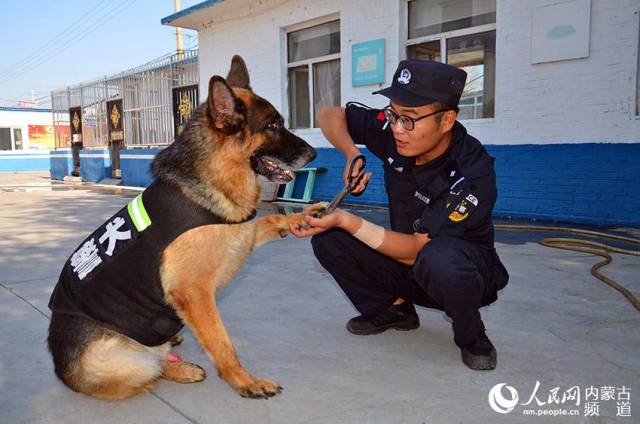 警犬的暑运生活【高清组图】