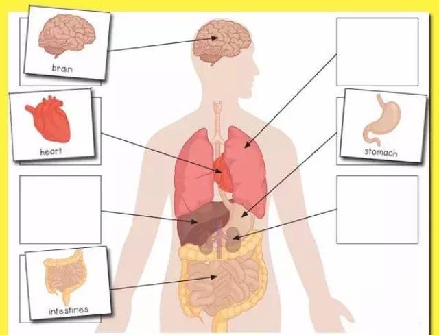 给孩子来一个身体器官的普及教育?diy纸板就可以