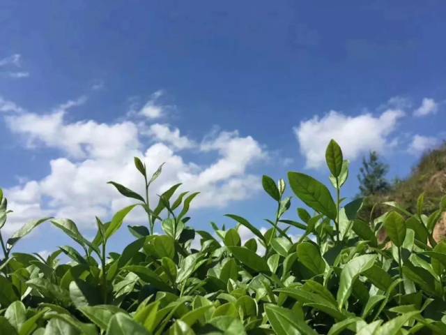 安溪铁观音知识 权威解读