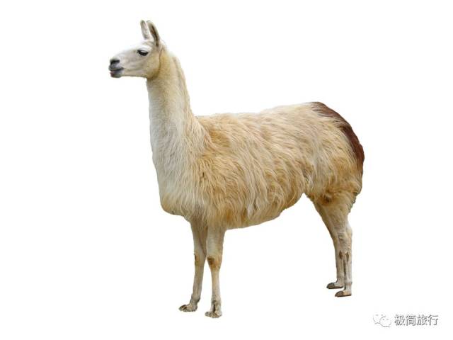美洲驼是这货,西语名叫llama,在秘鲁,玻利维亚等地常见