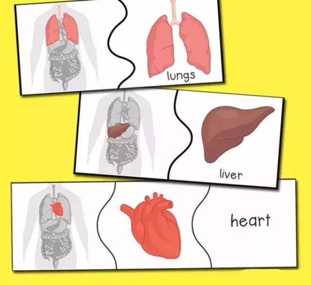 给孩子来一个身体器官的普及教育?diy纸板就可以
