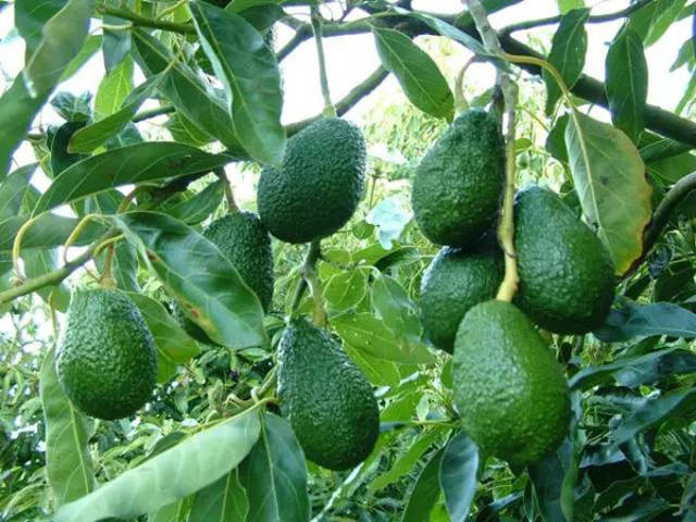 牛油果avocado(越南语 trái b)