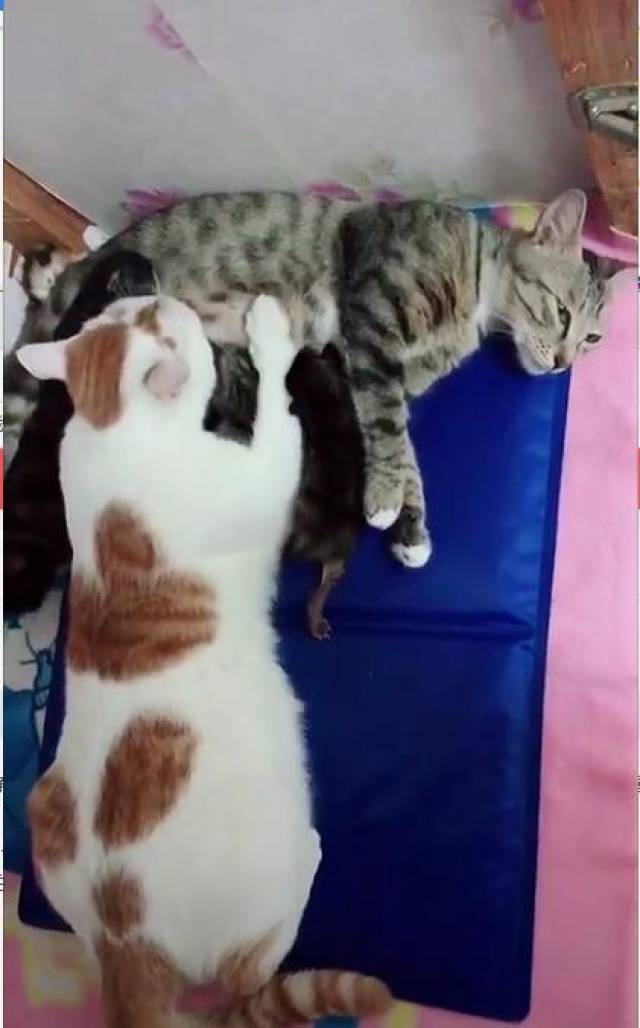 小奶猫窝在猫妈怀里吃奶,猫爸也来蹭奶吃,橘猫:谁还不